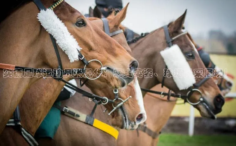 人人体育正版app下载百度网盘