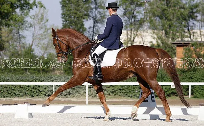 人人体育直播篮球